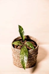 Anthurium hookeri variegata